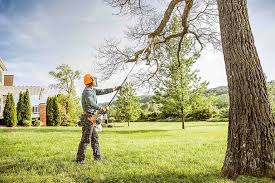 Best Storm Damage Tree Cleanup  in Friendswood, TX