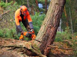 Best Tree Preservation Services  in Friendswood, TX