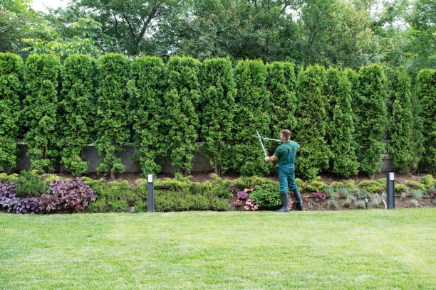 How Our Tree Care Process Works  in  Friendswood, TX