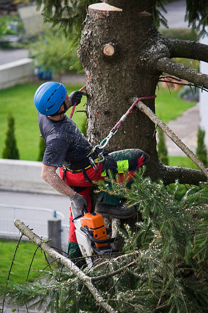 Best Arborist Consultation Services  in Friendswood, TX